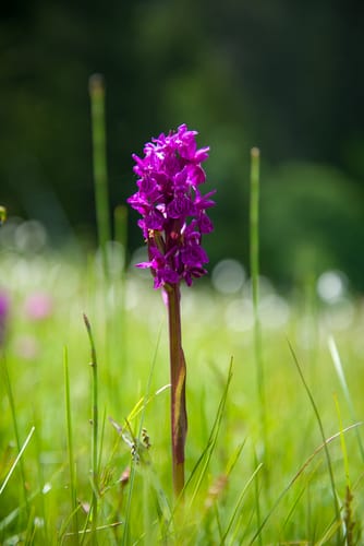 Orchis de Mai