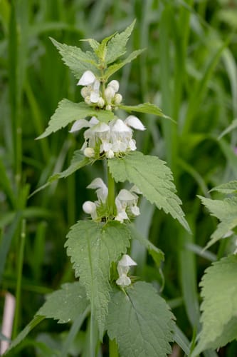 Lamier blanc