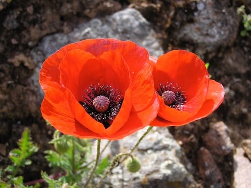 Coquelicot commun