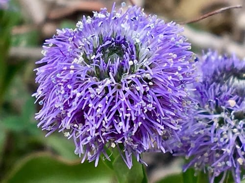 Globulaire ponctuée