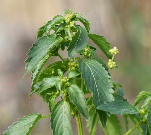 Mercuriale annuelle