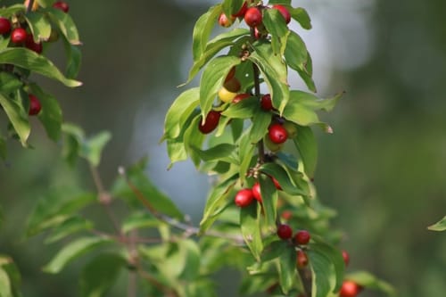 Cornouiller sauvage