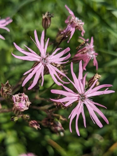 Lychnis fleur-de-coucou