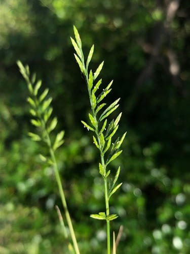 Fern-grass