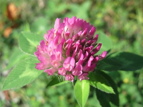 Rosier