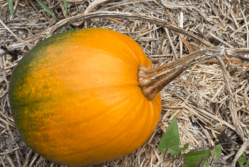 Courgette