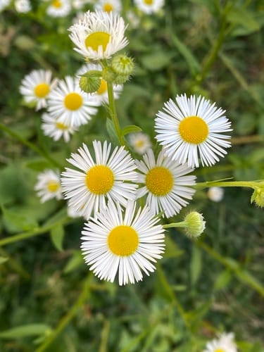 Érigéron annuel