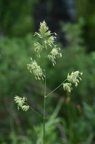 dactyle vulgaire