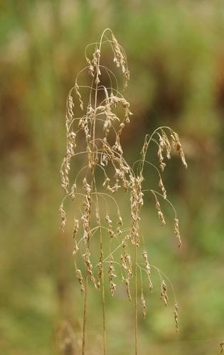 deschampsie cespiteuse