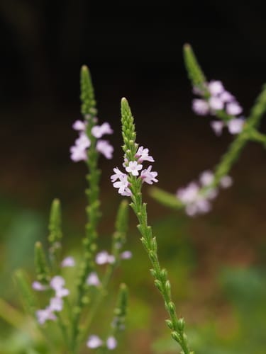 Verveine officinale