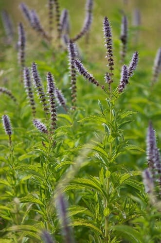 Menthe