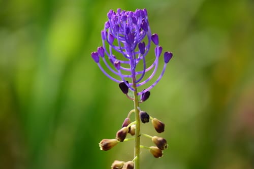 Muscari à toupet