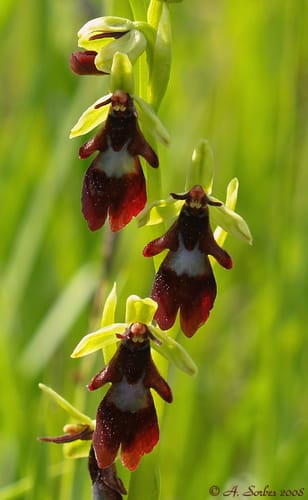 Ophrys mouches et apparentés