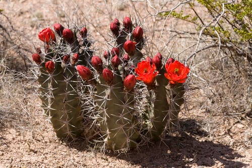 Cactus boule