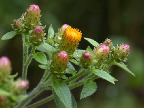 Ploughman's-spikenard