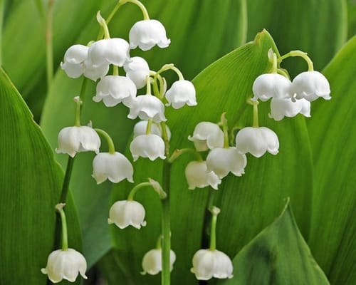 Muguet de mai