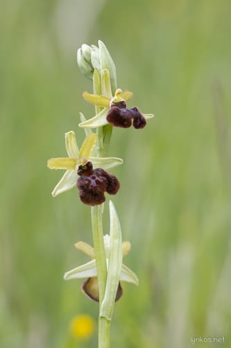 Ophrys araignées et apparentés