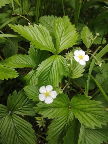 Fraisier des bois