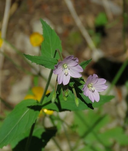 Épilobe des montagnes
