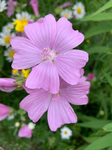 Mauve musquée