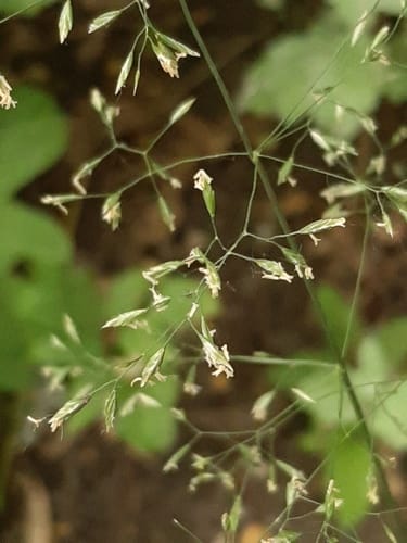 Pâturin des bois