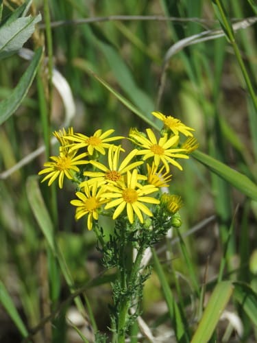 Séneçon à feuilles de roquette