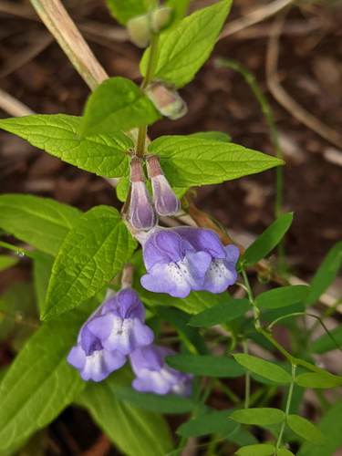 Scutellaire casquée