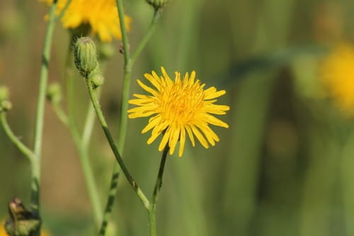Laiteron des champs