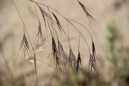 Brome stérile