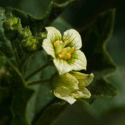 White Bryony