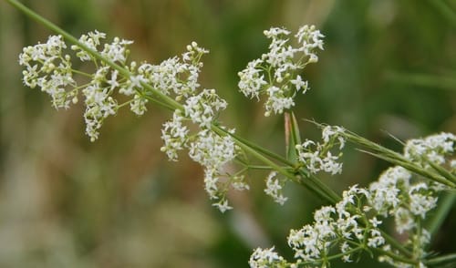 Gaillet blanc