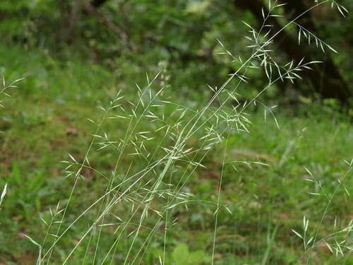 Fétuque hétérophylle
