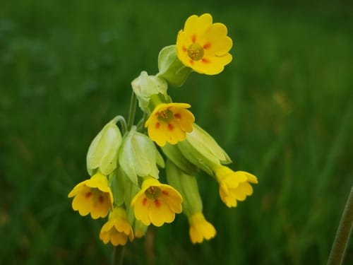 Primevère officinale
