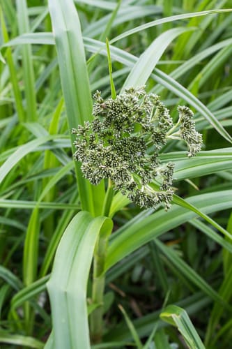 Scirpe des bois