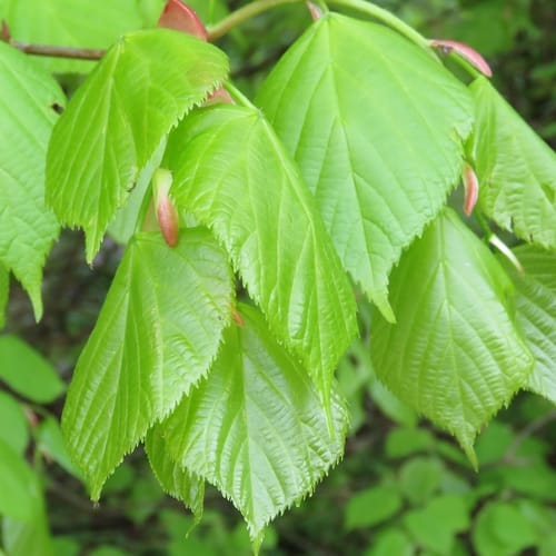Tilleul à grandes feuilles