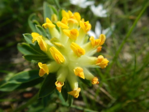 Anthyllide vulnéraire