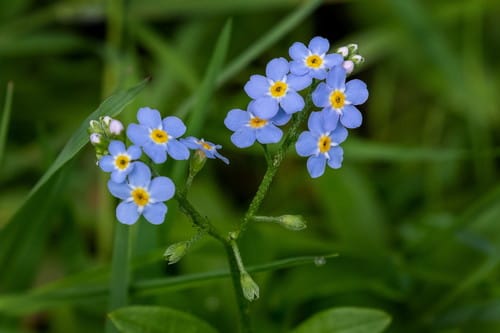myosotis des marais
