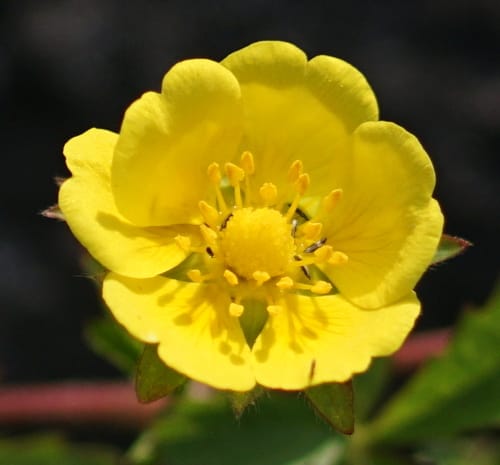 Potentille rampante