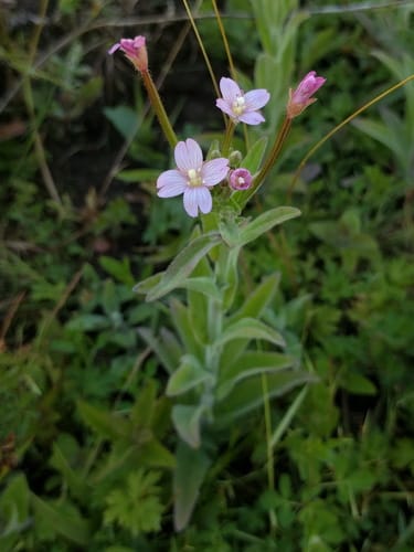 Épilobe à petites fleurs