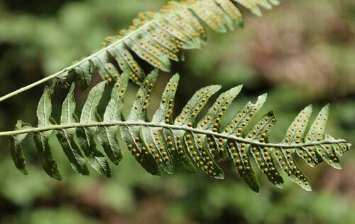 Polypode commun