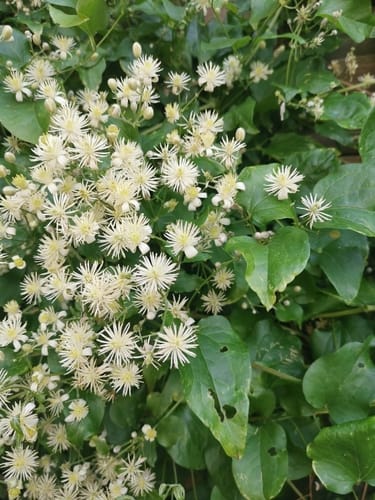 Clématite vigne-blanche