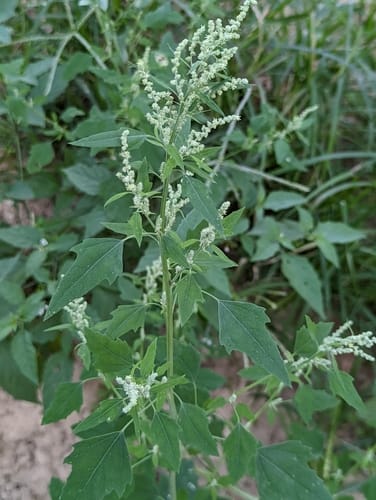 Chénopode blanc