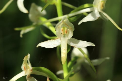 Platanthère à deux feuilles