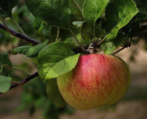 Pommier