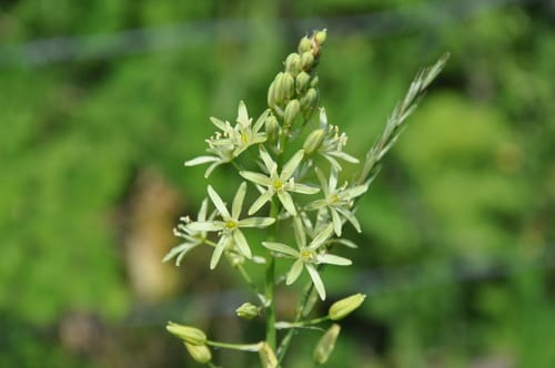 Ornithogale des Pyrénées