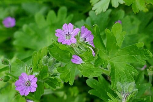Géranium mou