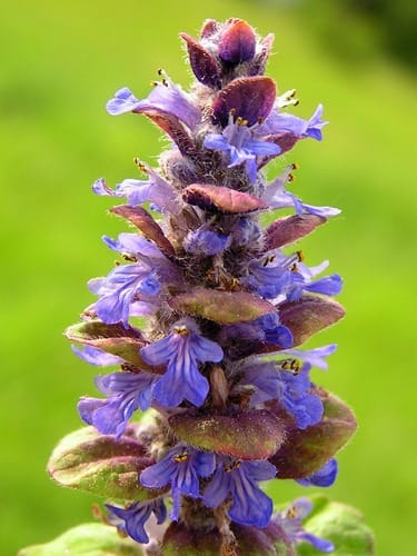 Bugle rampante