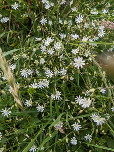 Stellaire à feuilles de graminée