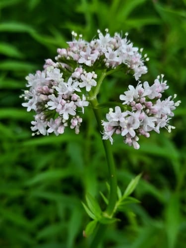 valériane officinale