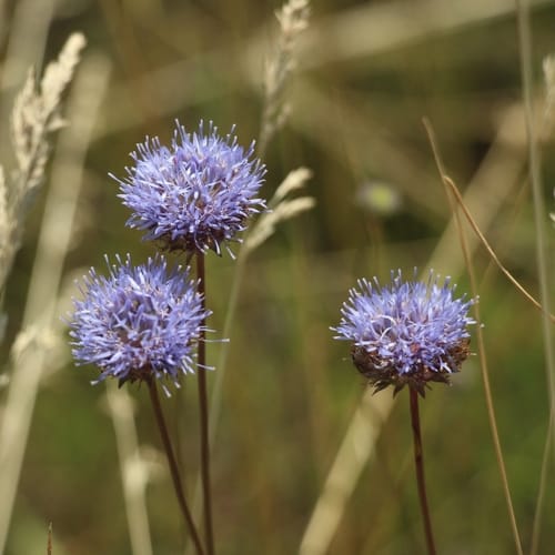 Jasione des montagnes